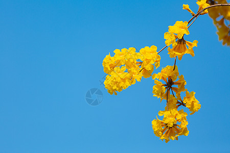 巴西圣保罗春暖花开黄金风铃花背景