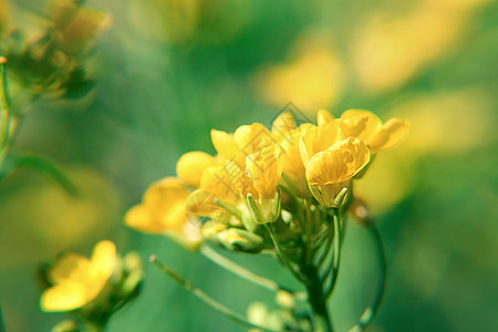 春天郊外的油菜花特写高清图片