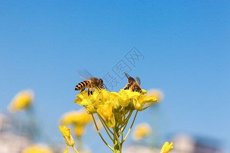 蜜蜂采蜜夏天蜜蜂花高清图片