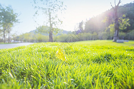 春天阳光复苏绿色草地草地背景高清图片素材