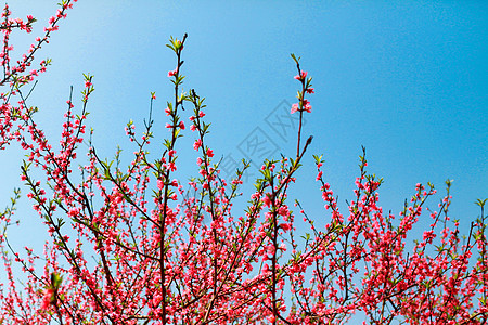 春天桃花盛开桃红色高清图片素材