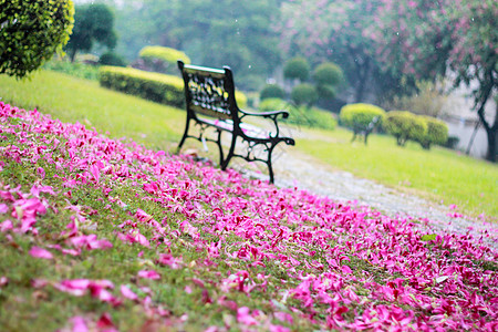 满地樱花春雨满地花瓣背景