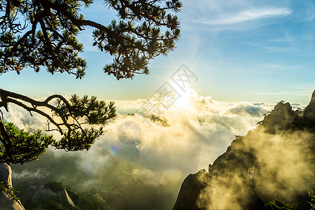 松树山水黄山自然风光背景