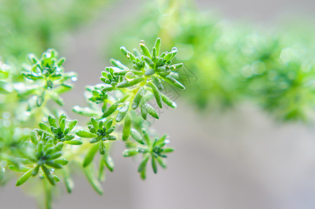 清明节气春雨小草雨水露珠背景