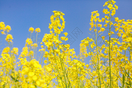 春天花朵油菜花图片