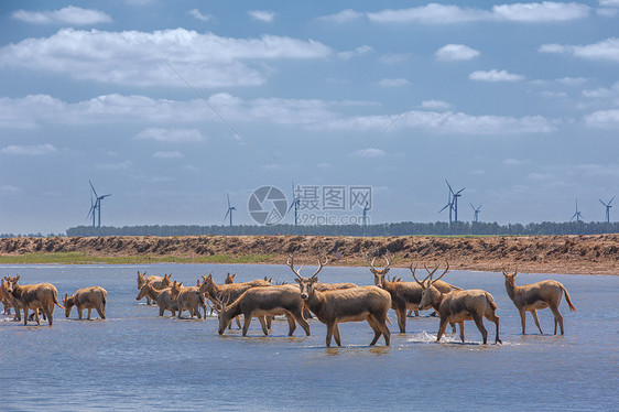 盐城黄海湿地精灵麋鹿图片