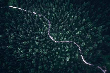 森林树木盐城保护区水上森林背景