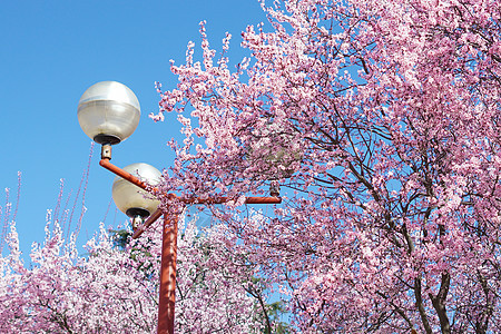 马德里康普顿斯大学樱花及路灯景观背景图片