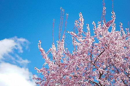 三月康普顿斯大学樱花蓝天白云高清图片