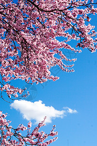 三月康普顿斯大学樱花蓝天白云景观高清图片