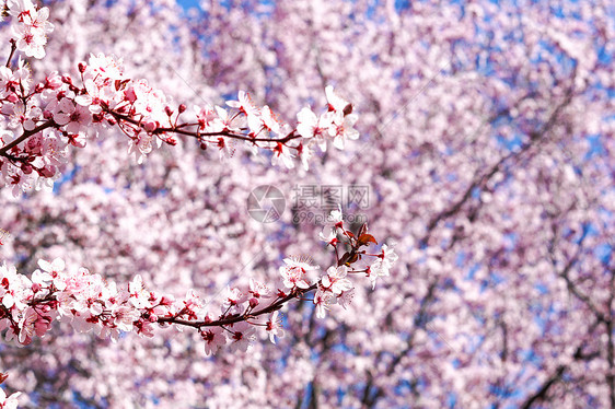 三月康普顿斯大学樱花花丛图片