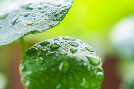 春雨绿叶水珠雨珠背景图片