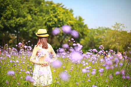 春暖花开踏春马鞭草花海美女背影背景