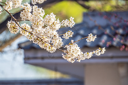 北京公园春天盛开的樱花背景