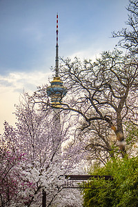 中央电视塔与樱花背景