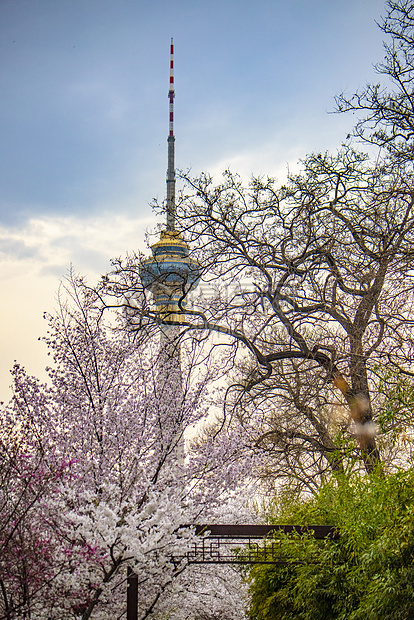 中央电视塔与樱花图片