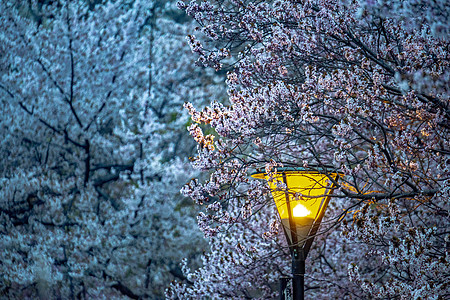 公园夜北京夜晚的樱花背景