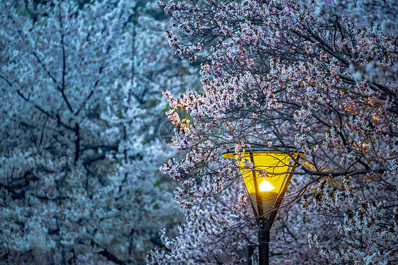 北京夜晚的樱花图片