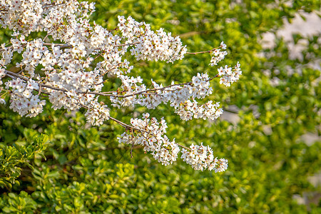 春天盛开的樱花春天风景高清图片素材