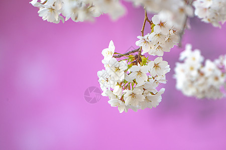 春天盛开的樱花春分高清图片素材