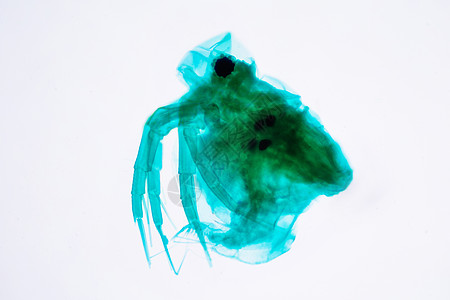 微生物水蚤图片