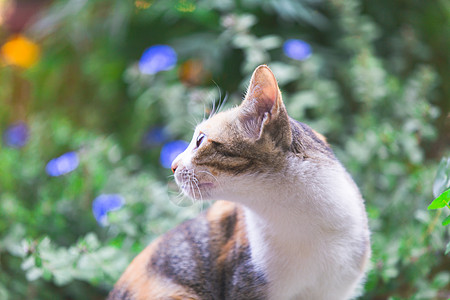 表情猫中华狸花猫表情背景