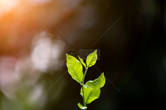 夕阳下清新萌芽叶子图片