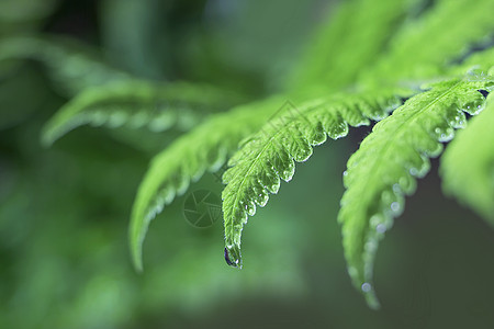 露水清晨的露珠微距背景