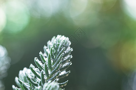 露珠草清晨的露珠微距背景