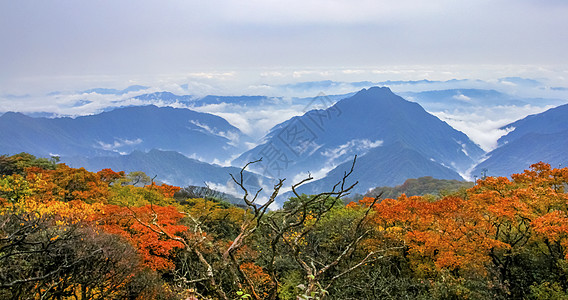 秋雨梵净山下秋色背景