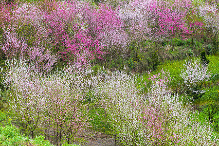 桃花镇桃花园背景