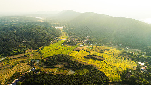 澧县有机稻种植基地图片