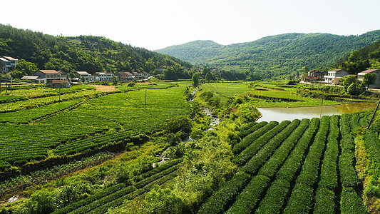 澧县乡村茶园背景图片