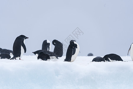 南极企鹅元素南极企鹅背景
