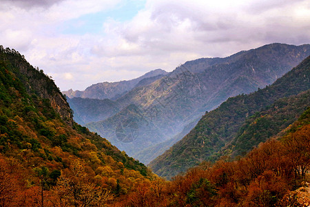 红叶一片西安牛背梁风景区秋季风光背景