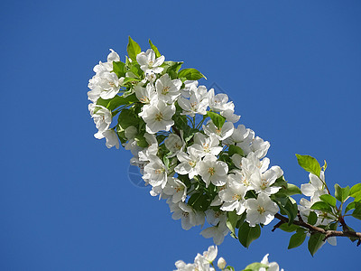 蓝天下绽放的梨花图片