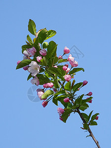 蓝天下含苞待放的西府海棠花图片