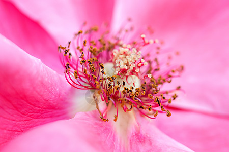 微距花芯玫瑰花背景图片