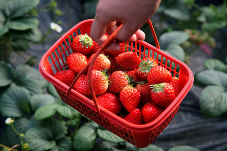 美味鲜红的草莓背景图片