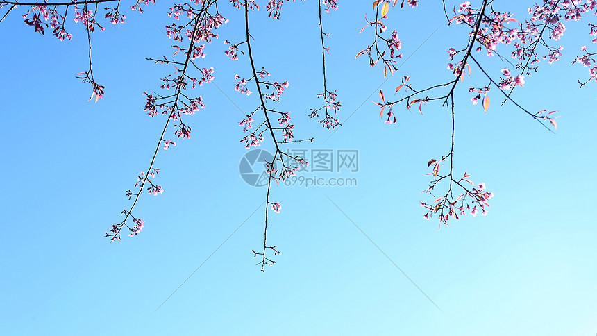 云南无量山樱花谷的樱花图片