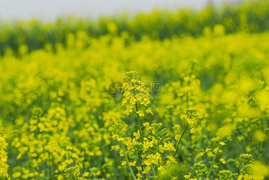 春天黄色的油菜花田图片