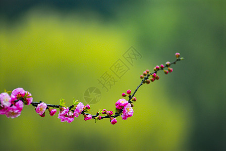 春天粉红色的小花图片