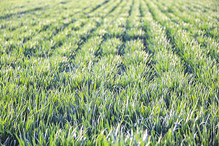 春天绿色的小麦背景图片