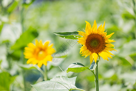 清新向日葵太阳花朝阳花高清图片