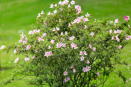 清新杜鹃花背景素材图片