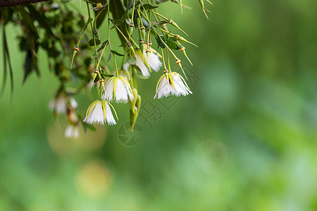 倒挂金钟花图片