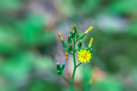 小花背景图片