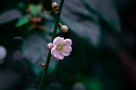 冷色调春天桃花特写图片