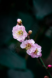 冷色调春天桃花特写图片