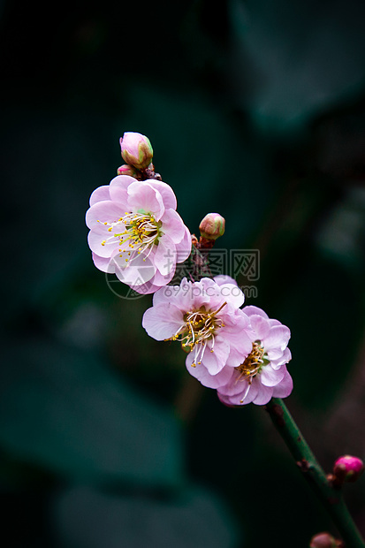 冷色调春天桃花特写图片